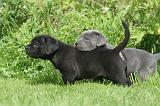 CANE CORSO 1274